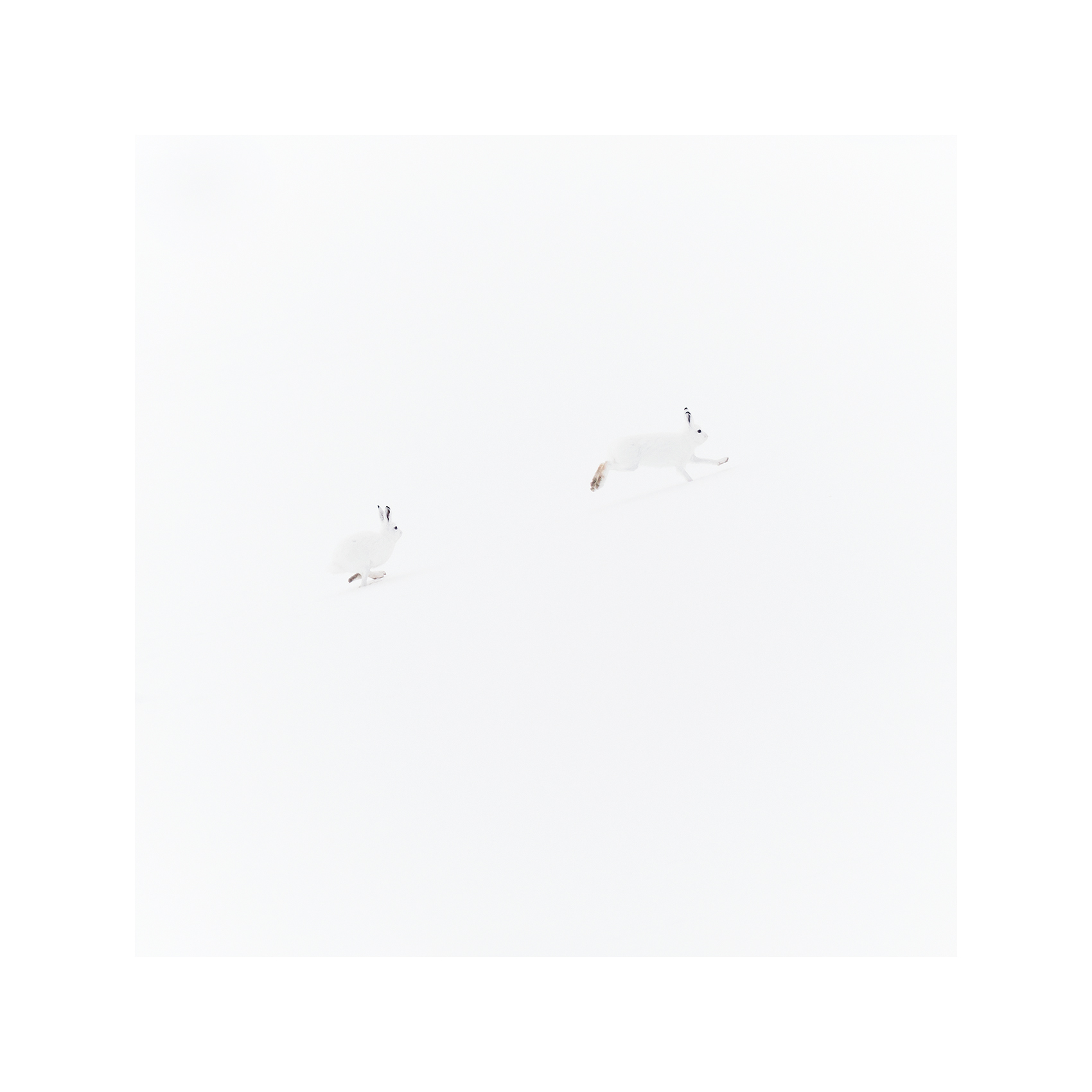 catch me if you can copie