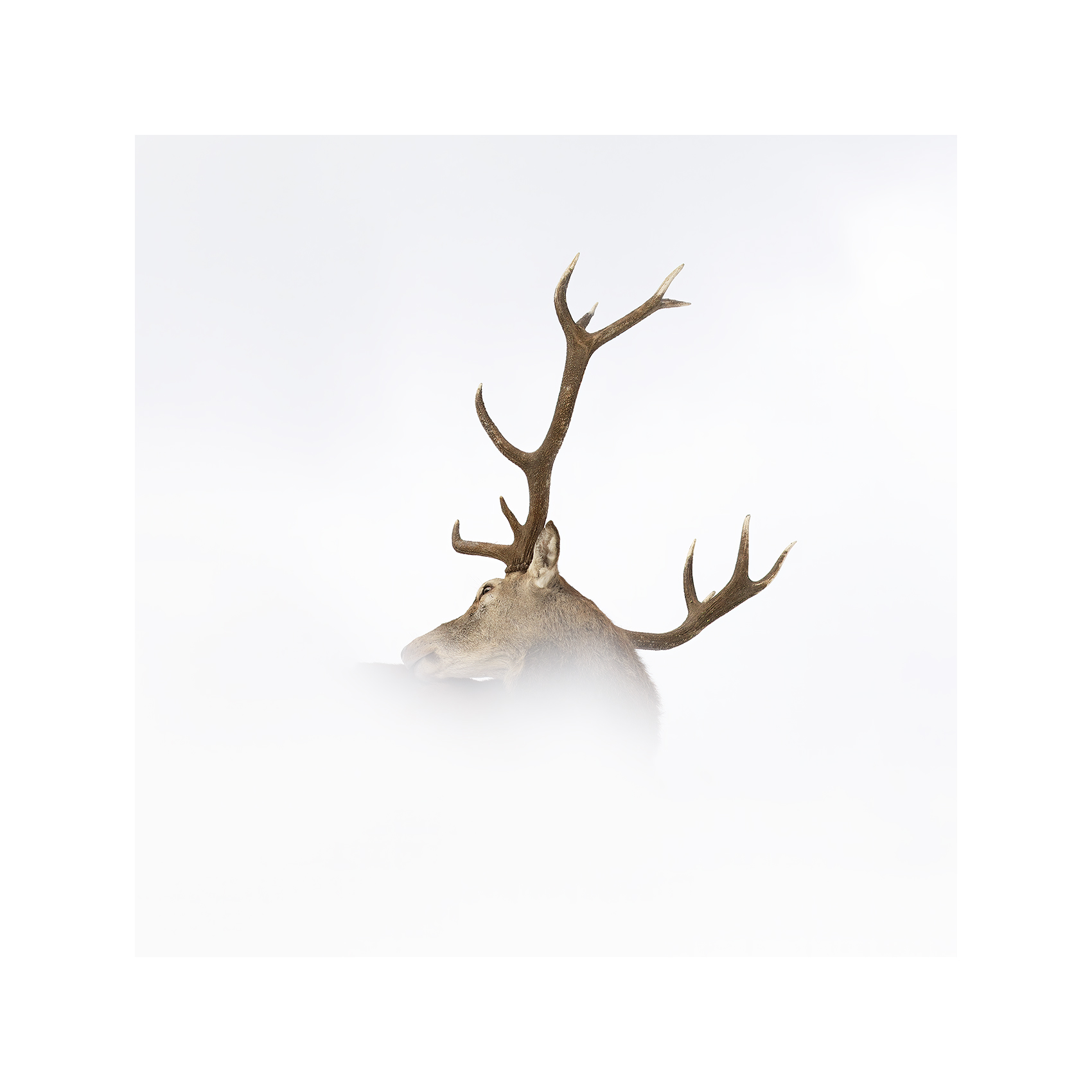 the crown parfaite copie