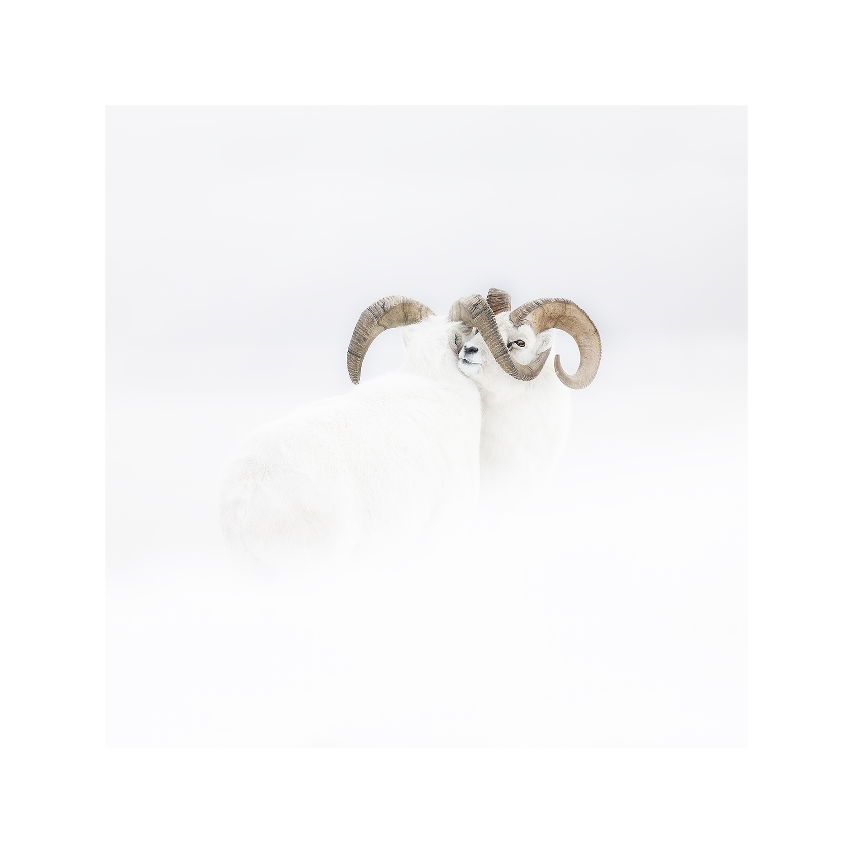 white peace-gigapixel-standard-scale-1_50x copie